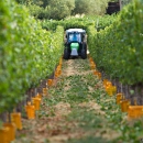 Vendemmia 2012